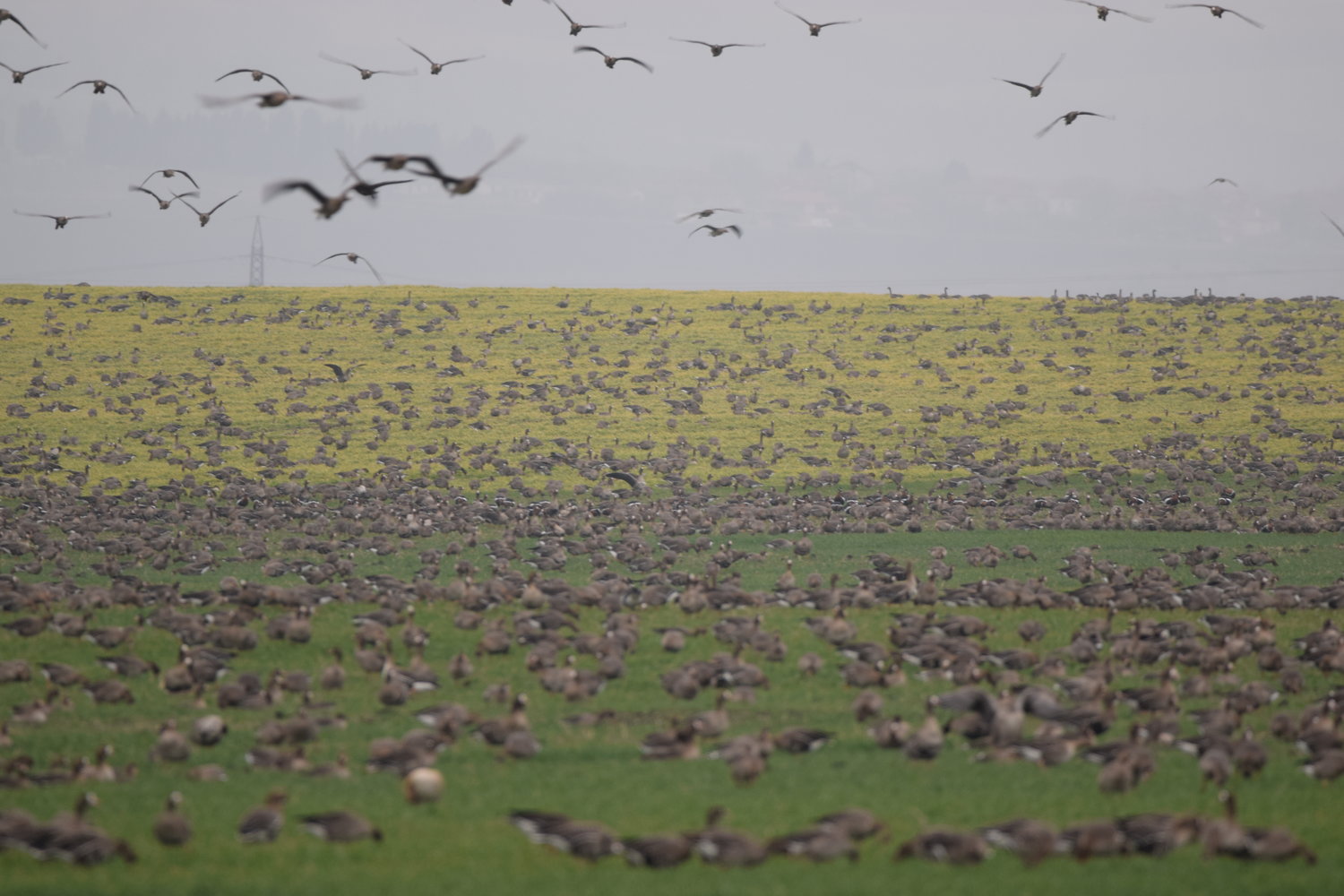 Winter birding tour (Bulgaria)